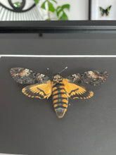 Load image into Gallery viewer, Death Head Moth
