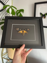 Load image into Gallery viewer, Death Head Moth
