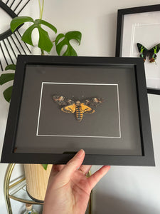 Death Head Moth