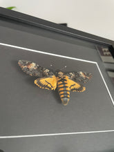 Load image into Gallery viewer, Death Head Moth
