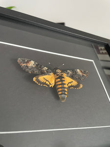 Death Head Moth