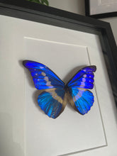 Load image into Gallery viewer, Morpho Helena
