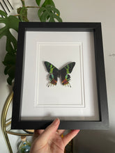 Load image into Gallery viewer, Madagascan Sunset Moth
