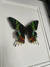 Load image into Gallery viewer, Madagascan Sunset Moth
