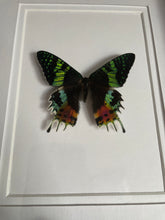 Load image into Gallery viewer, Madagascan Sunset Moth
