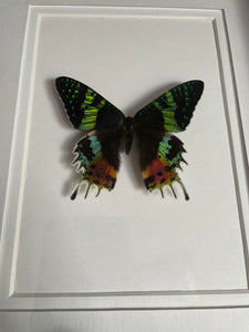 Madagascan Sunset Moth