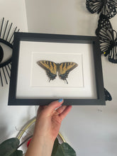 Load image into Gallery viewer, Papilio Glaucus (Indiana)
