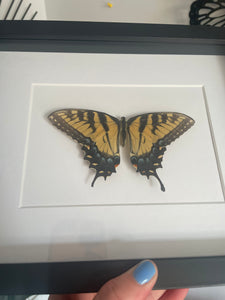 Papilio Glaucus (Indiana)