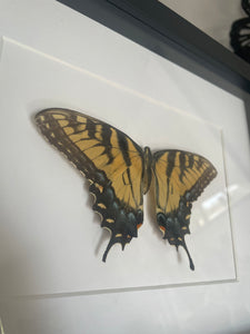 Papilio Glaucus (Indiana)