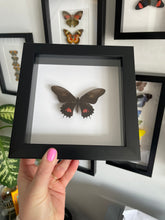 Load image into Gallery viewer, Ruby Spotted Swallowtail
