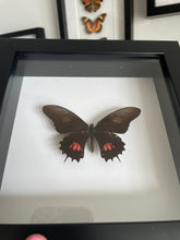 Load image into Gallery viewer, Ruby Spotted Swallowtail
